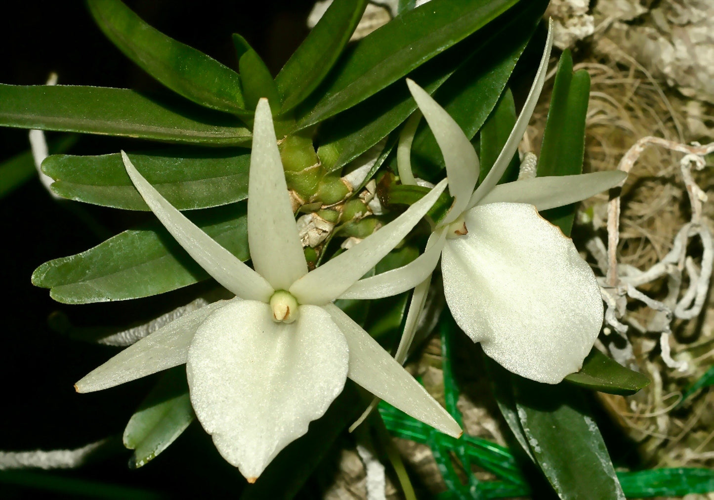 Angraecum didieri, photo de référence de la fleur