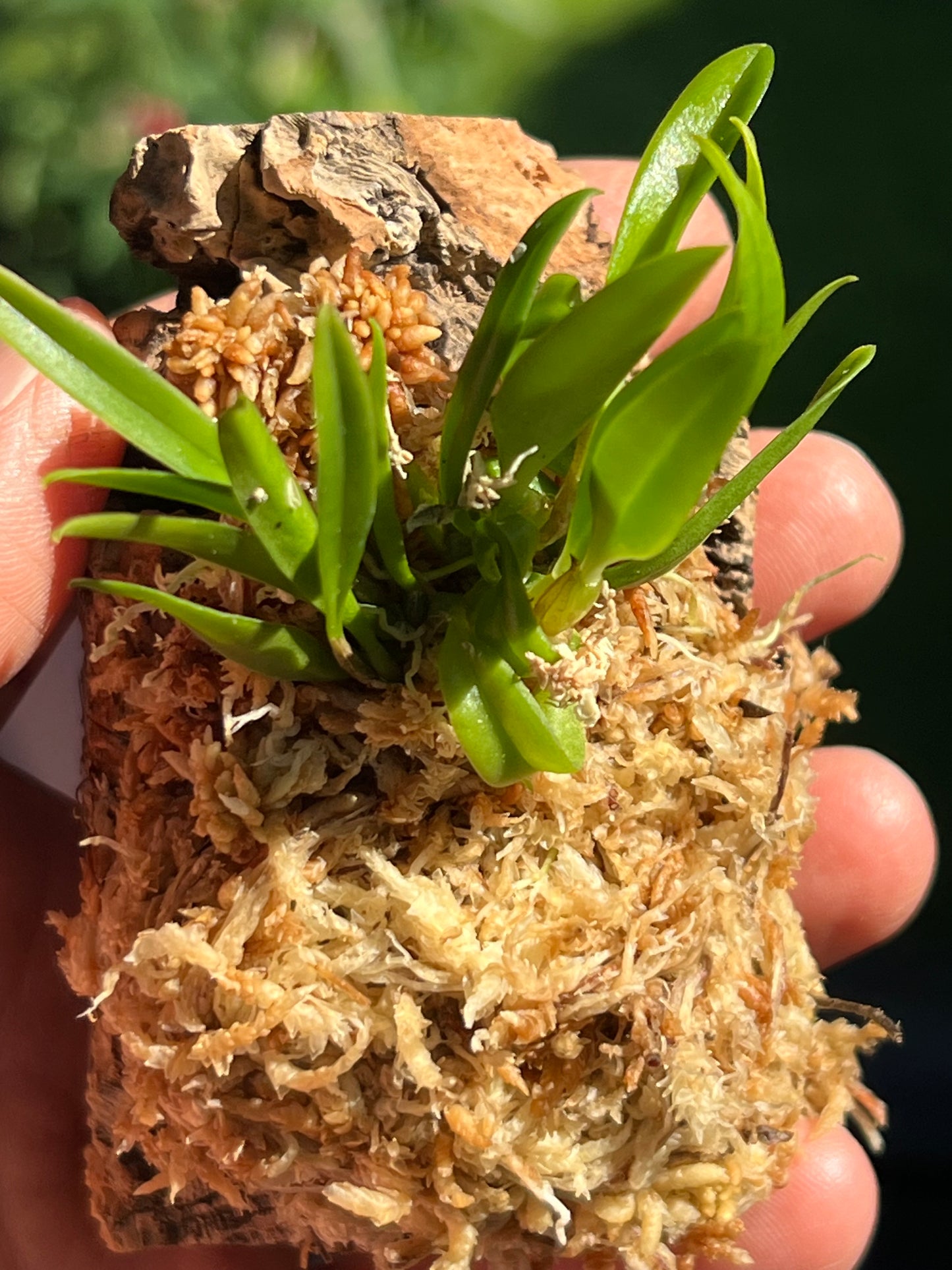 Bulbophyllum hirundinis, photo de référence de la fleur