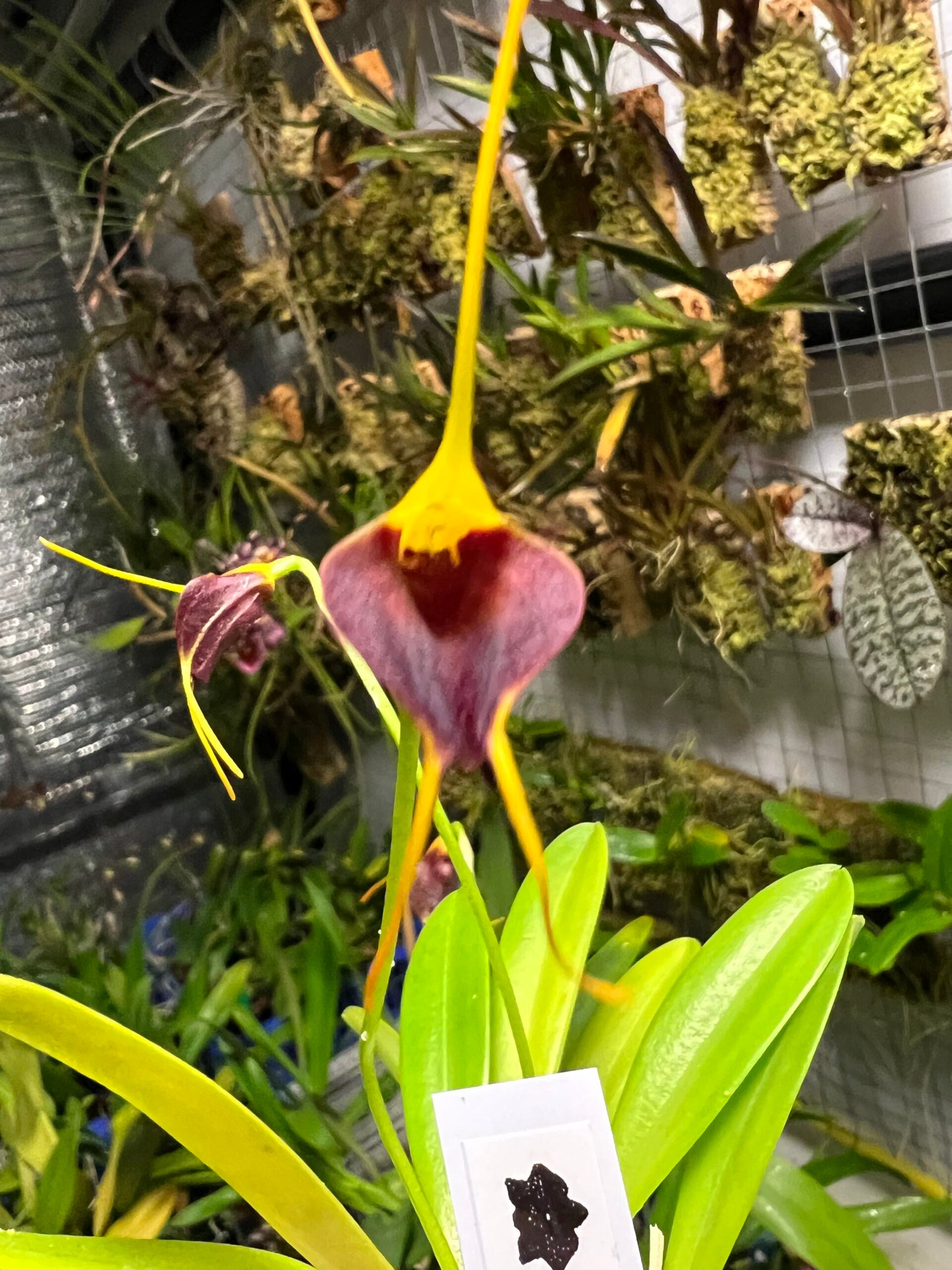 Masdevallia bicolor