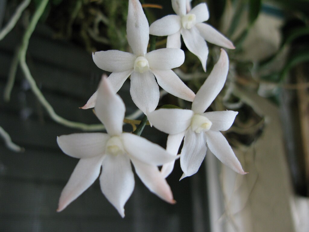 Aerangis biloba