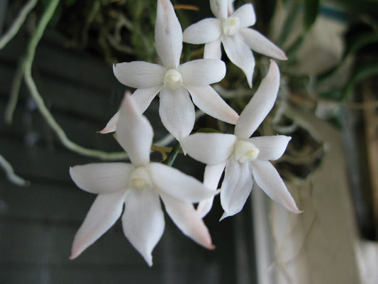 Aerangis biloba