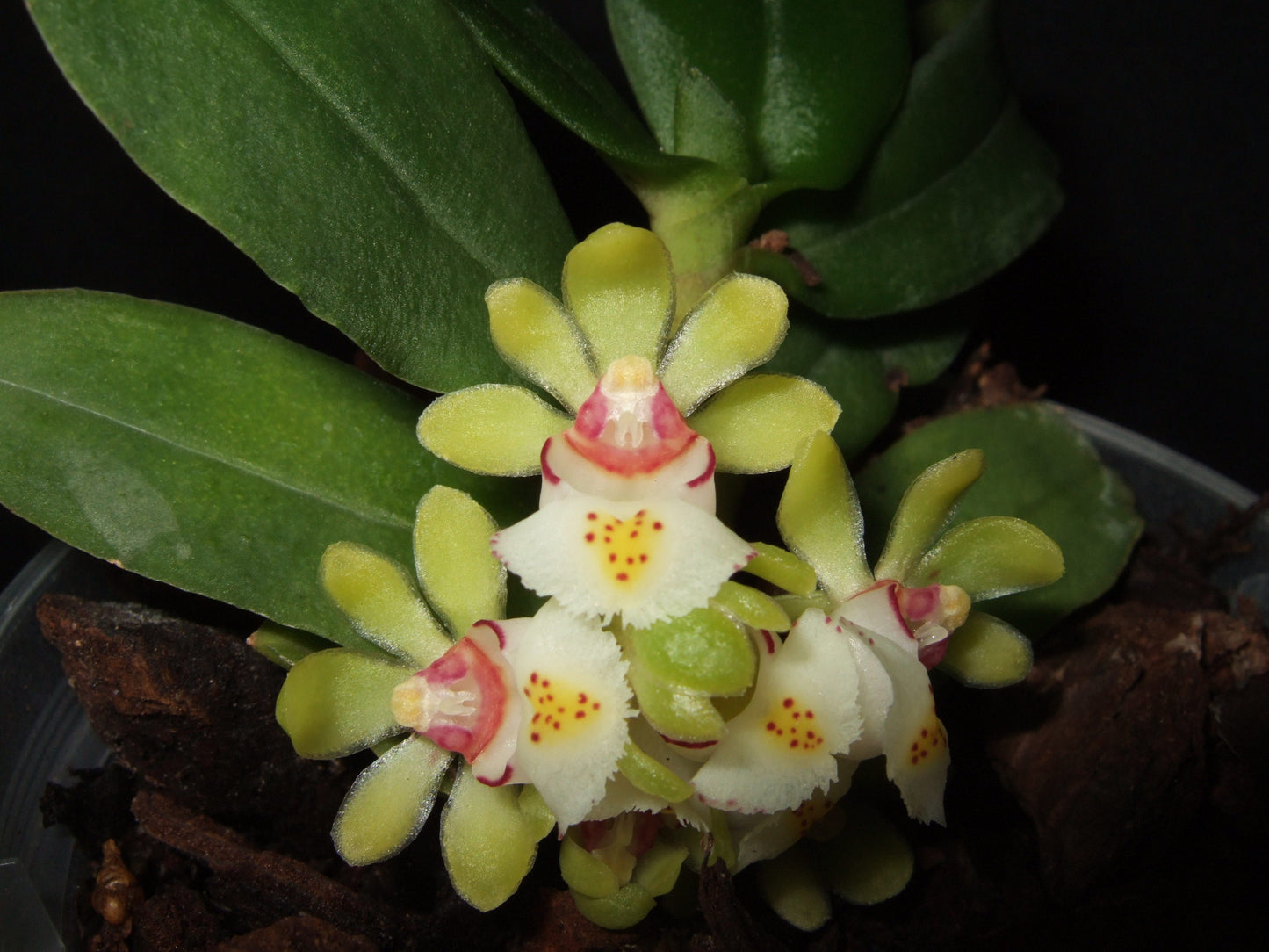 Gastrochilus japonicus sur plaque