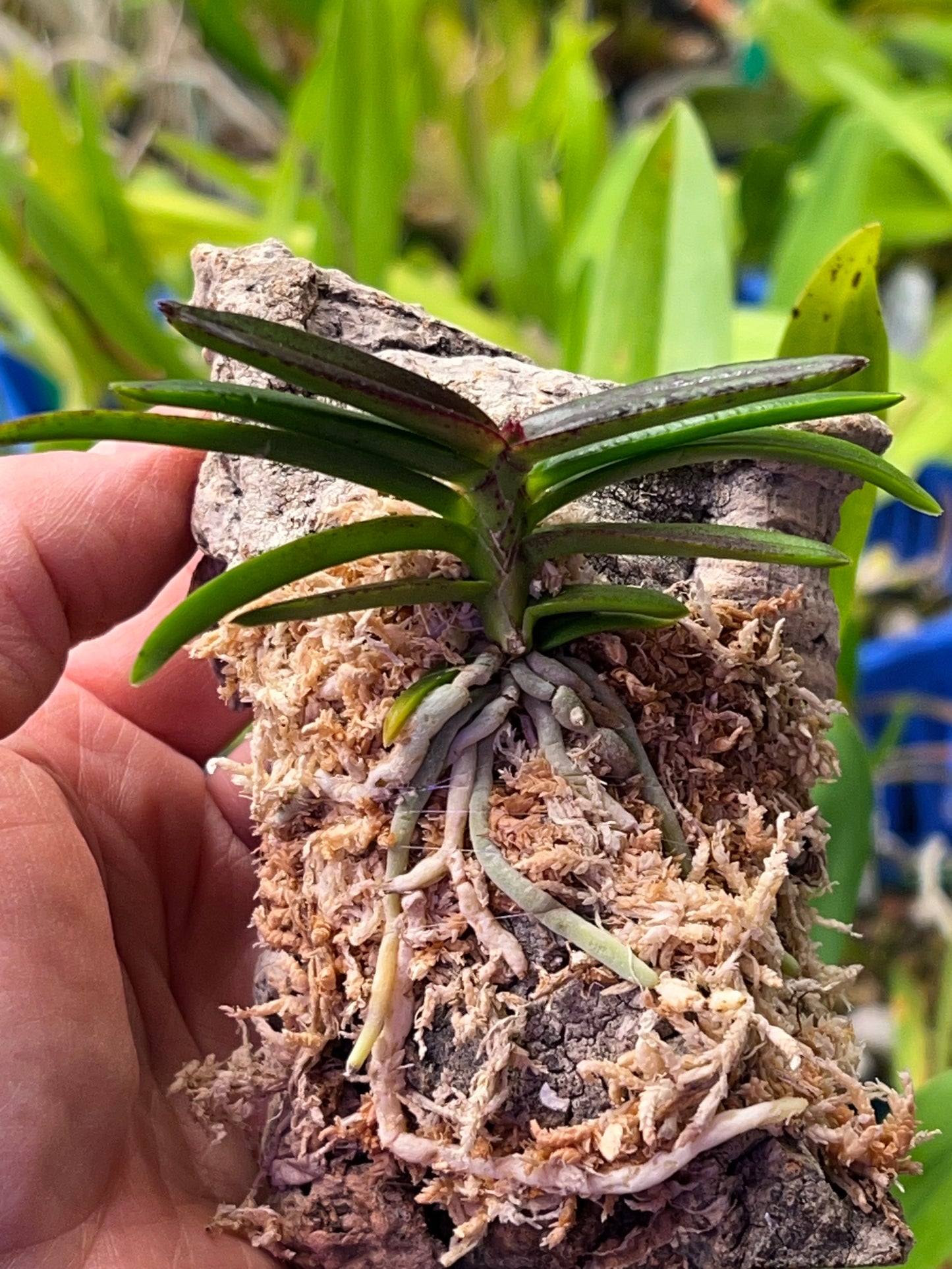 Vanda miniata (Ascocentrum miniatum), photo de référence de la fleur
