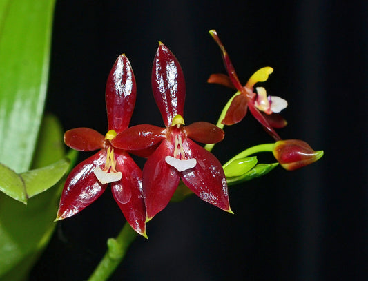 Phalaenopsis cornu-cervi var chattaladae