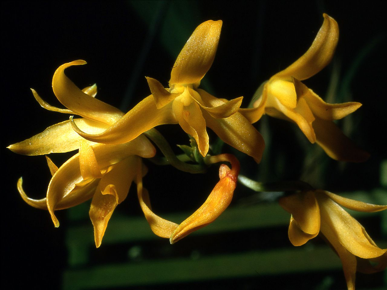 Bifrenaria aureofulva, photo de référence de la fleur