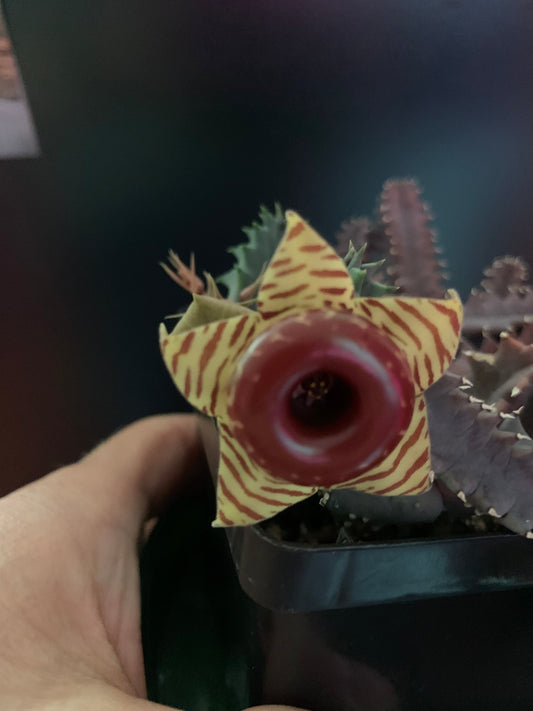 Huernia zebrina