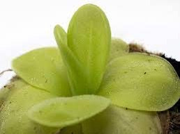 Pinguicula moranensis