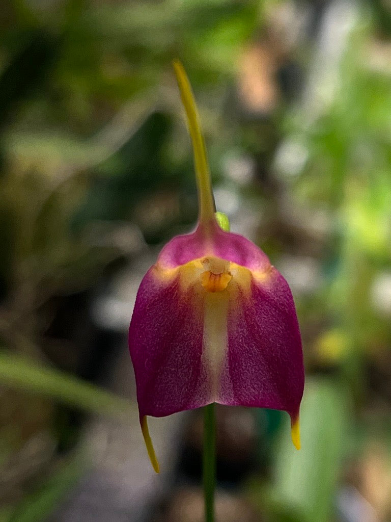 Masdevallia Anne Crothers, photo de référence de la fleur