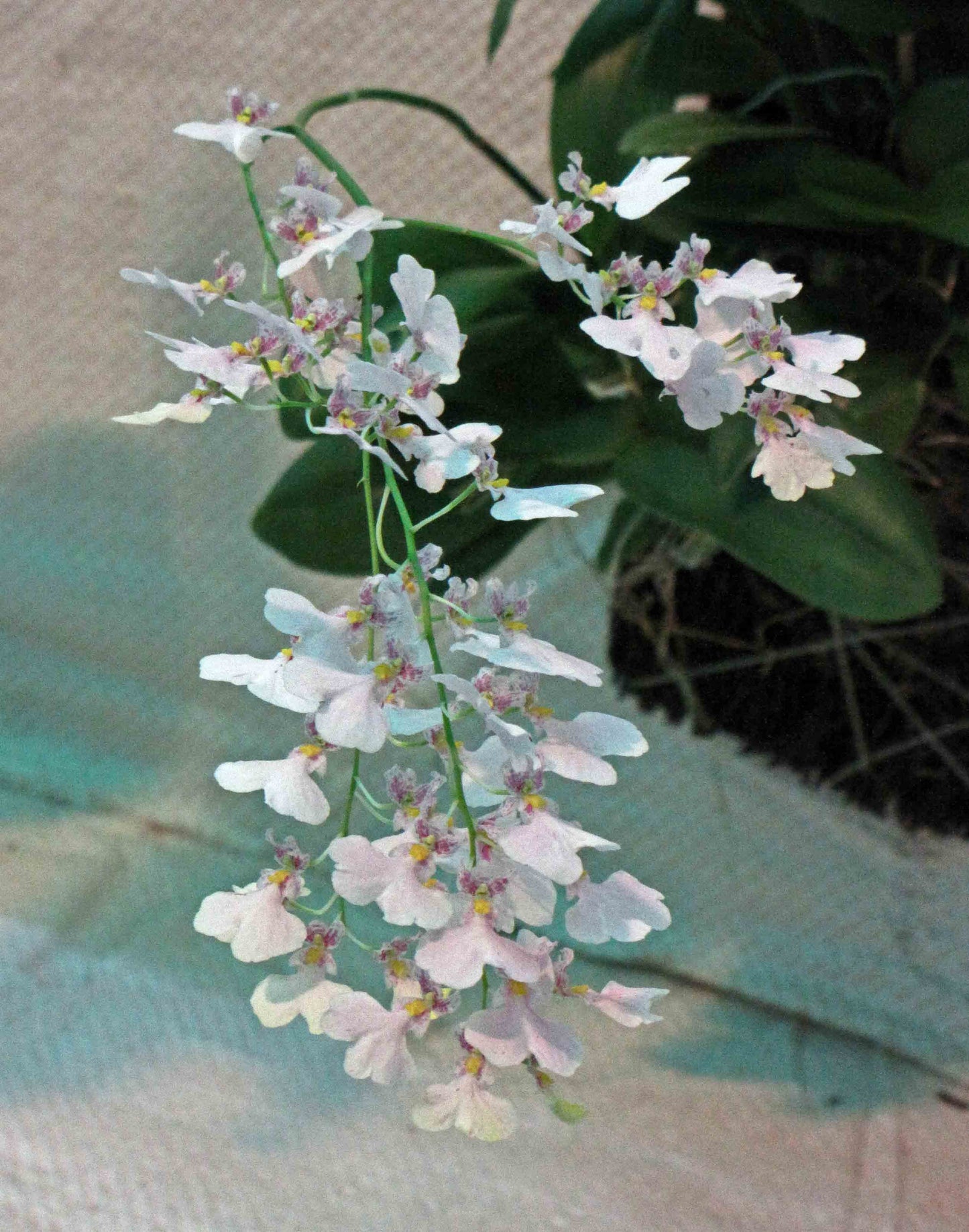 Ionocidium Popcorn 'Haruri', photo de référence de la fleur