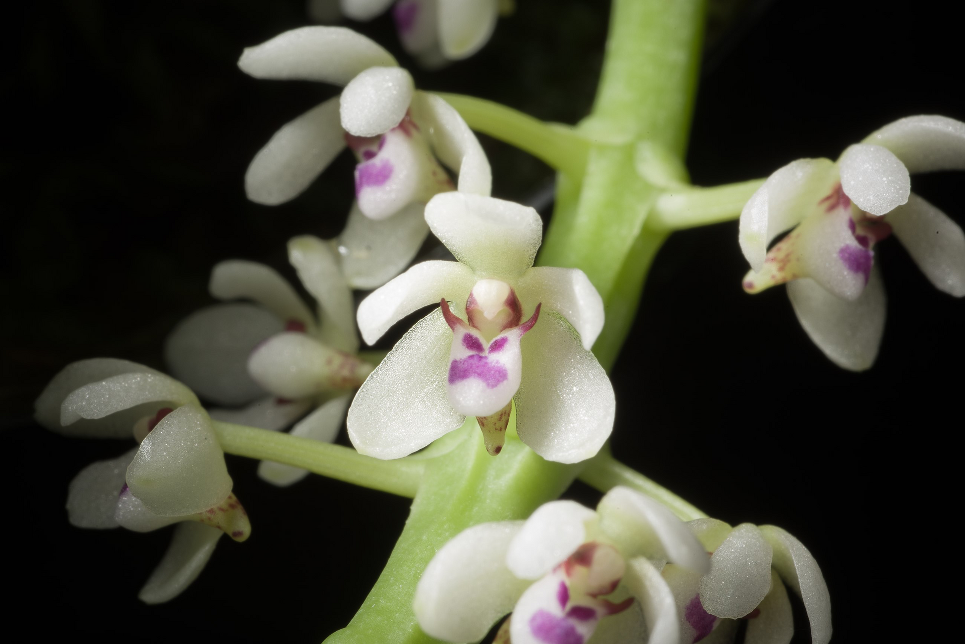 Tuberolabium kotoense, photo de référence de la fleur