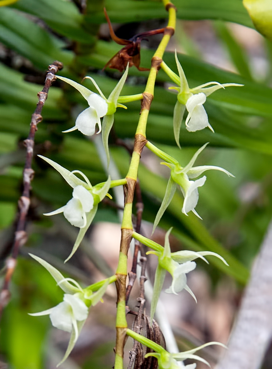 Oeoniella polystachys, photo de référence de la fleur