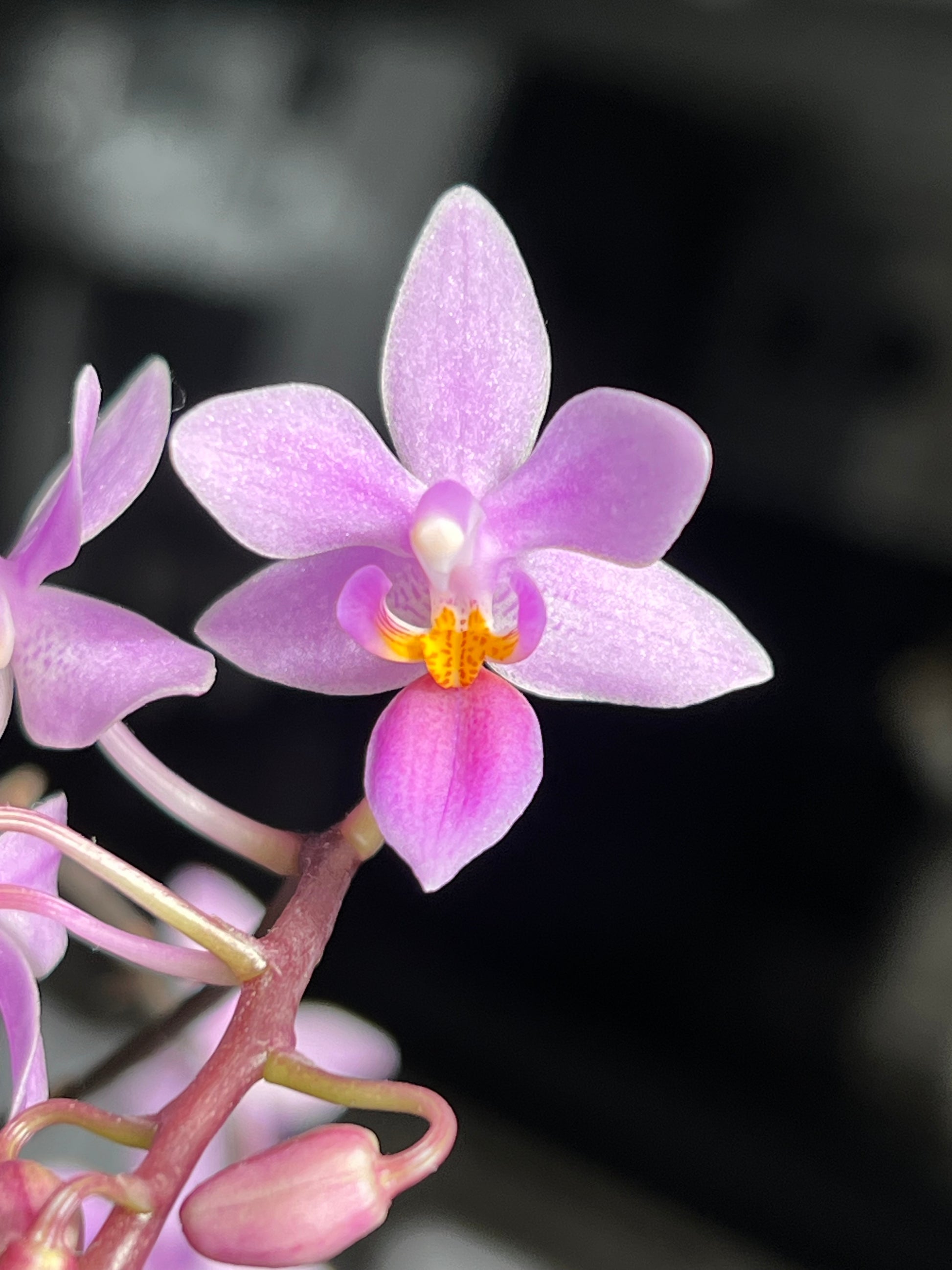 Phalaenopsis equestris, photo de référence de la fleur