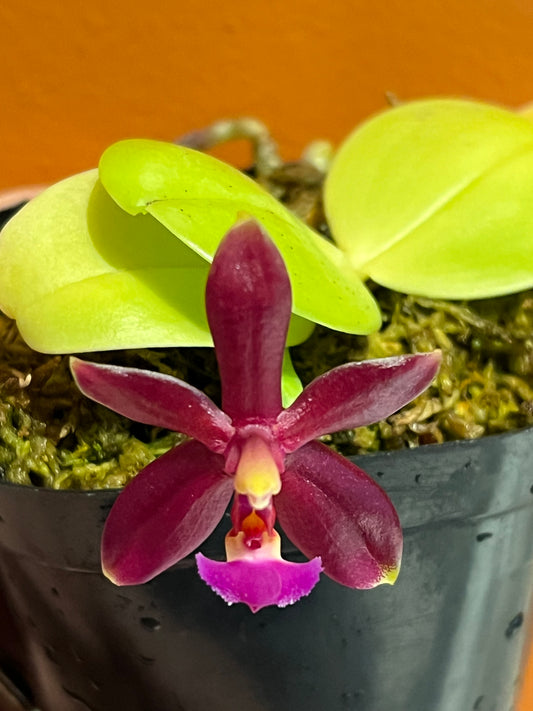 Phalaenopsis cornu-cervi fma. chattaladae 'Red W18' x violacea indigo 'Red', photo de référence de la fleur