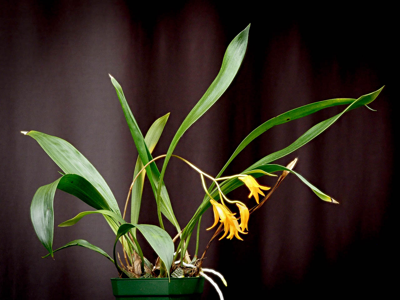 Bifrenaria aureofulva, photo de référence de la fleur