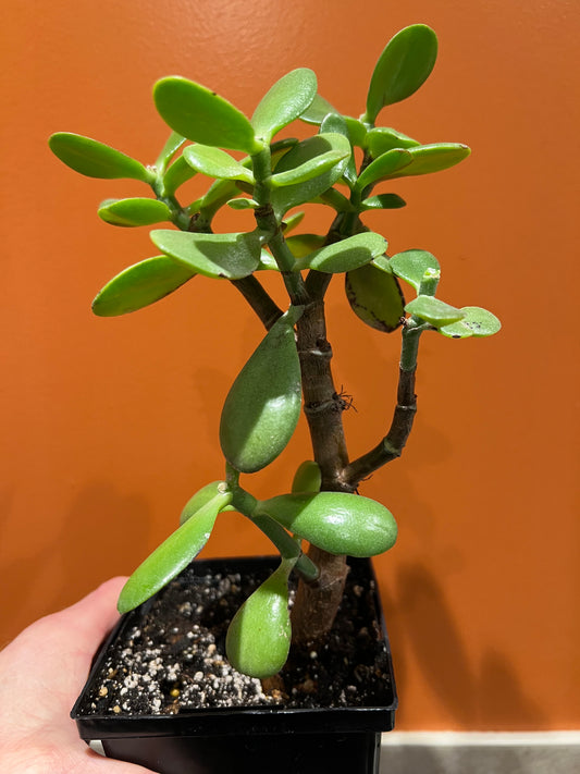 Crassula